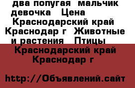 два попугая. мальчик девочка › Цена ­ 1 500 - Краснодарский край, Краснодар г. Животные и растения » Птицы   . Краснодарский край,Краснодар г.